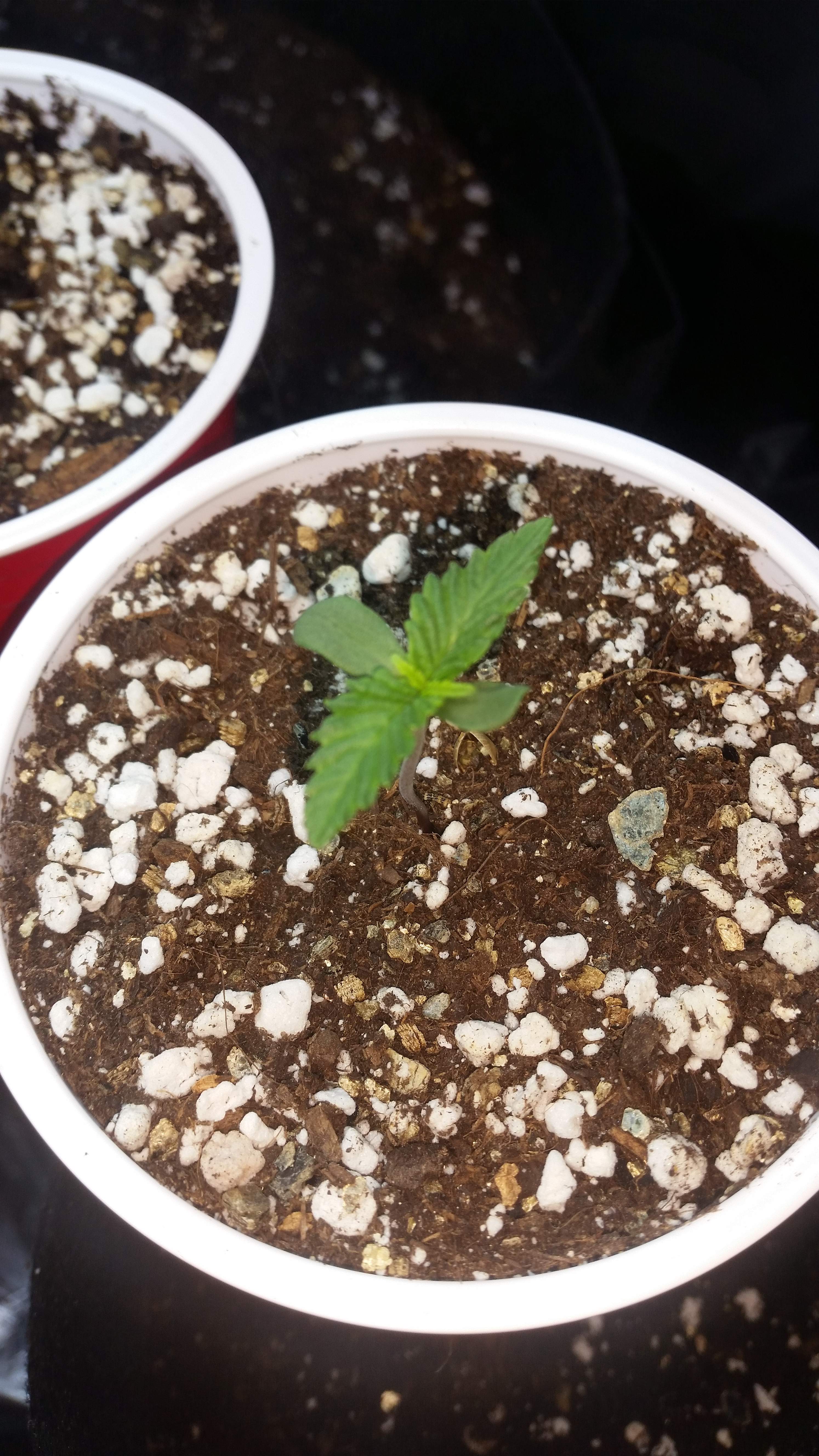 Fast Buds Orange Sherbet Auto, Fast Buds Strawberry Pie Auto grow diary