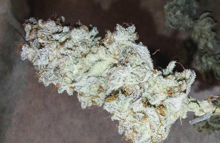 Banana Punch - Barney's Farm