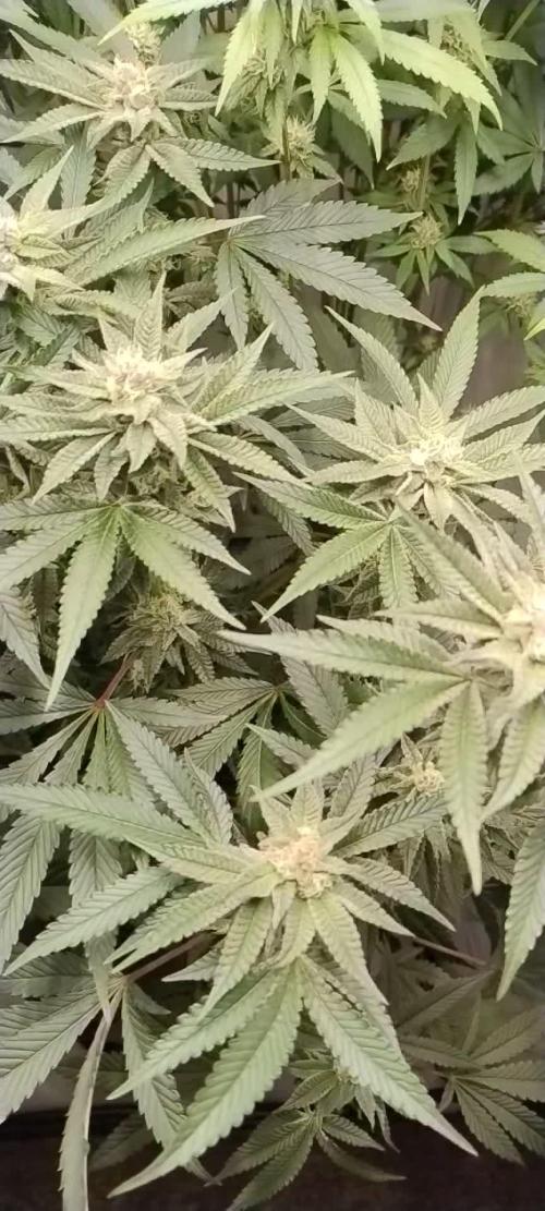 Orange Bud 2.0 - Dutch Passion