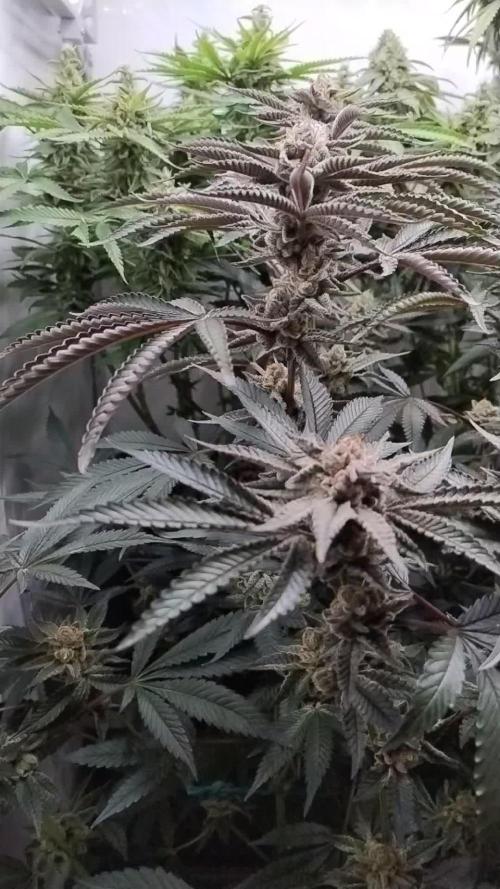 Orange Bud 2.0 - Dutch Passion