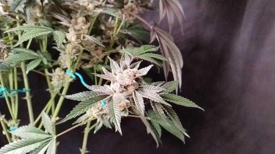 Orange Bud 2.0 - Dutch Passion