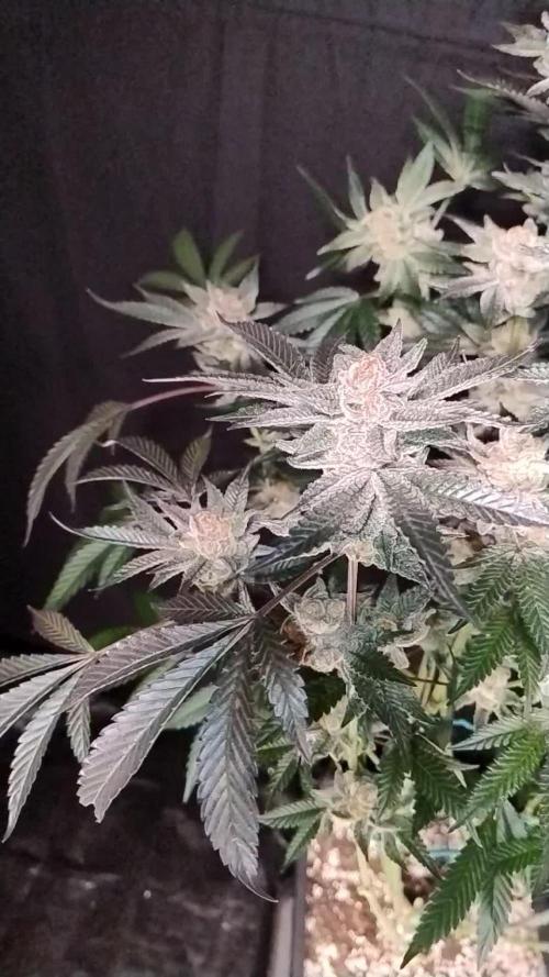 Orange Bud 2.0 - Dutch Passion