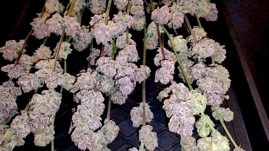 Orange Bud 2.0 - Dutch Passion