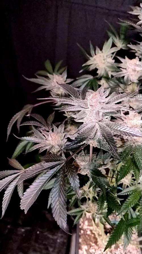 Orange Bud 2.0 - Dutch Passion