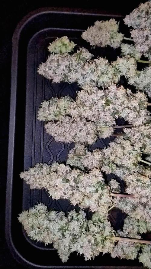 Big Berry Bliss - Sensi Breeding Grounds