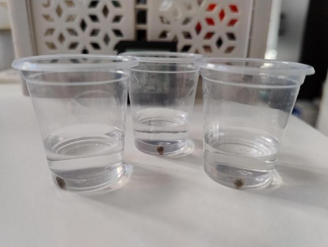 Skunk #11 - Dutch Passion. Week 0