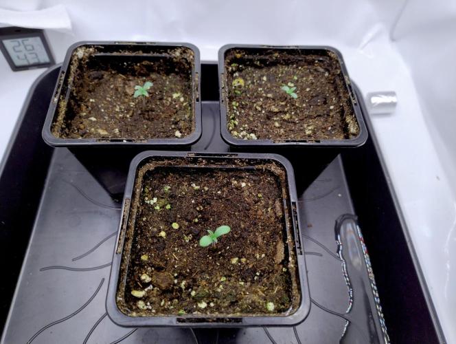 Skunk #11 - Dutch Passion. Week 0