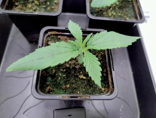 Skunk #11 - Dutch Passion. Week 0