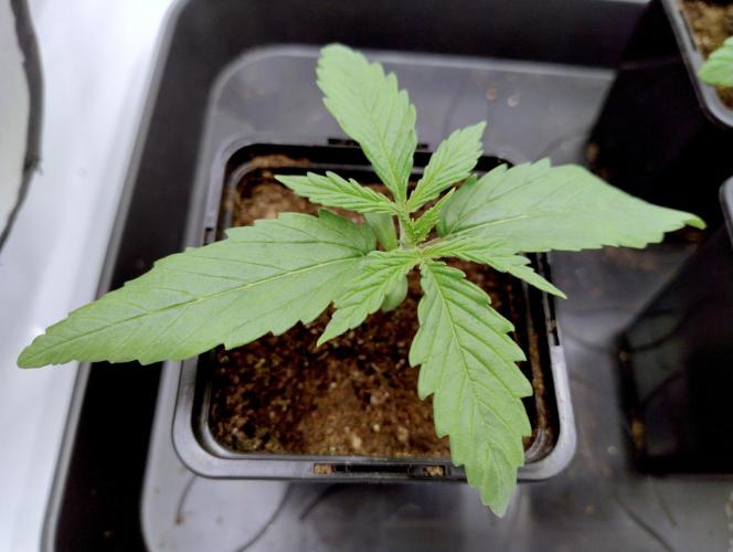 Skunk #11 - Dutch Passion. Week 1