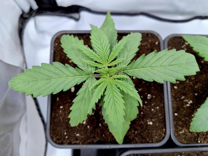 Skunk #11 - Dutch Passion. Week 1 - Moved into new pot. (Clipped a leaf a little transplanting)