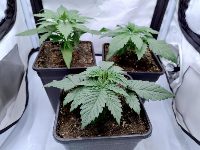 Skunk #11 - Dutch Passion. Week 1 - Skunk#11 top left