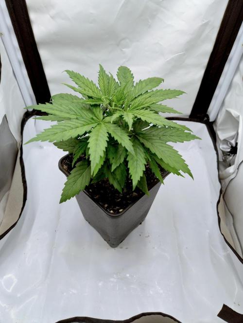 Skunk #11 - Dutch Passion. Week 2