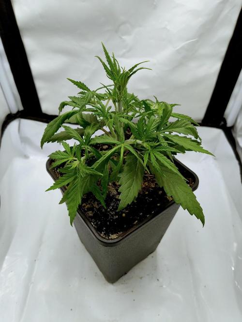 Skunk #11 - Dutch Passion. Week 2 - After first fan leaf removal