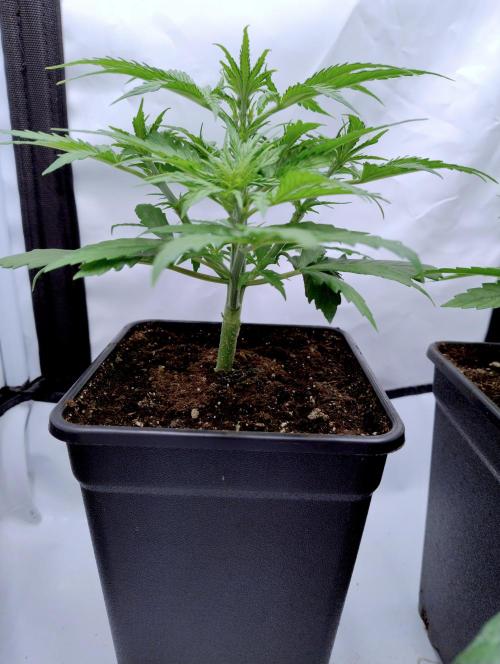 Skunk #11 - Dutch Passion. Week 2 - Happy with stem-development for this size!