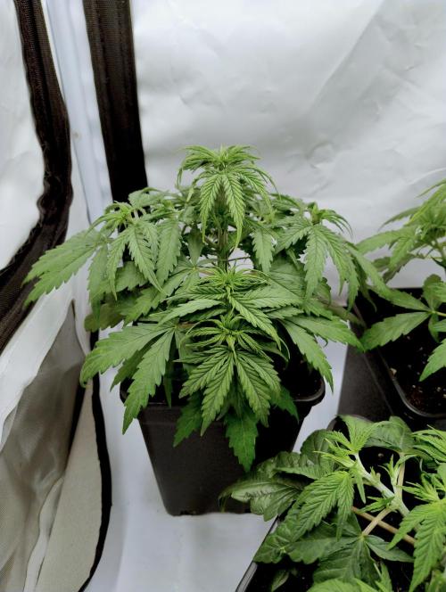 Skunk #11 - Dutch Passion. Week 2 - A little droopy after being watered!