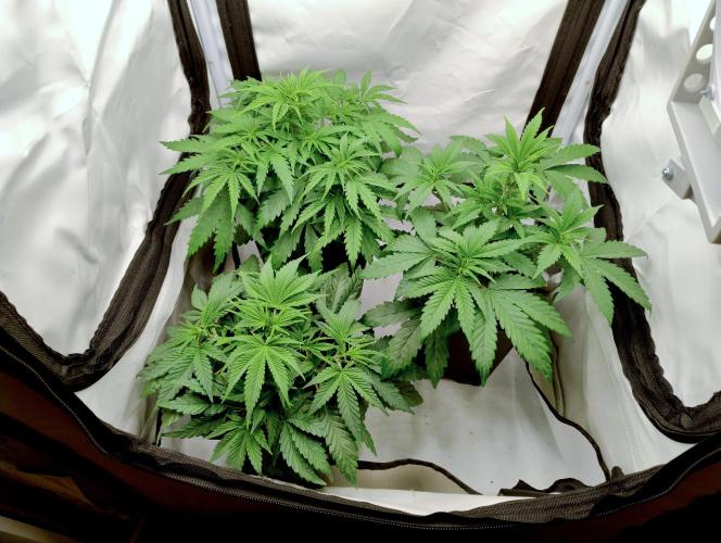 Skunk #11 - Dutch Passion. Week 3 - Skunk#11 top left.