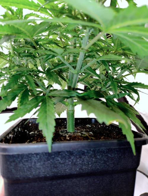 Skunk #11 - Dutch Passion. Week 3