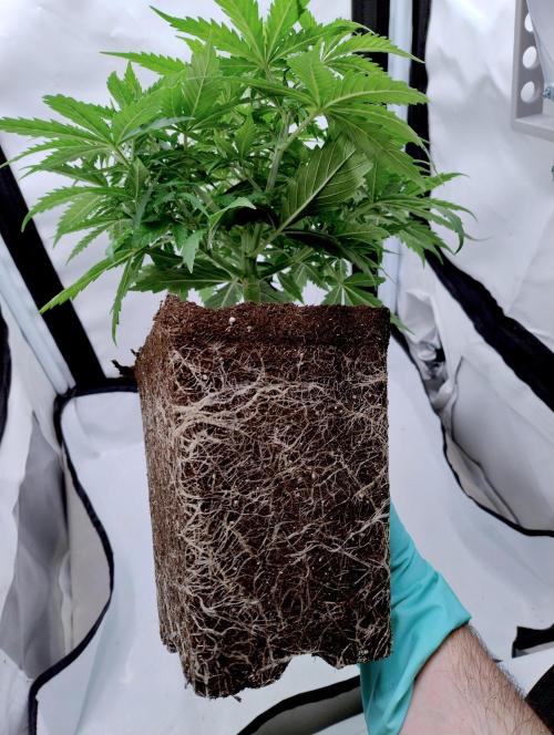 Skunk #11 - Dutch Passion. Week 3