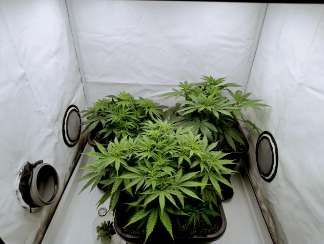 Skunk #11 - Dutch Passion. Week 3 - Skunk#11 on the bottom.