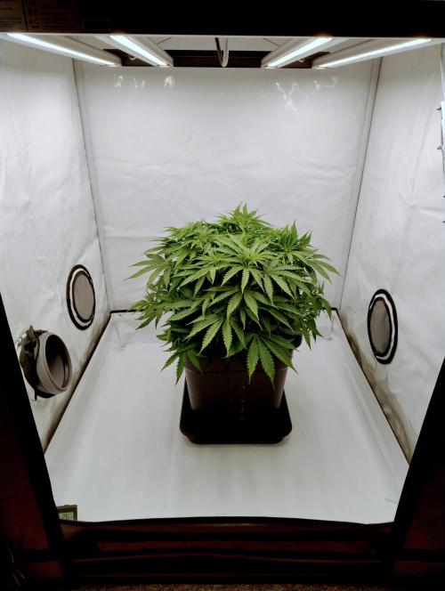 Skunk #11 - Dutch Passion. Week 4 - Start into the week.