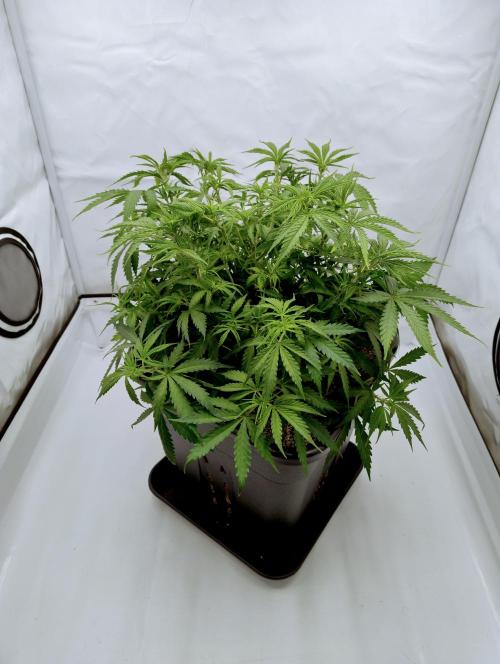 Skunk #11 - Dutch Passion. Week 4 - Directly after first defoliation.