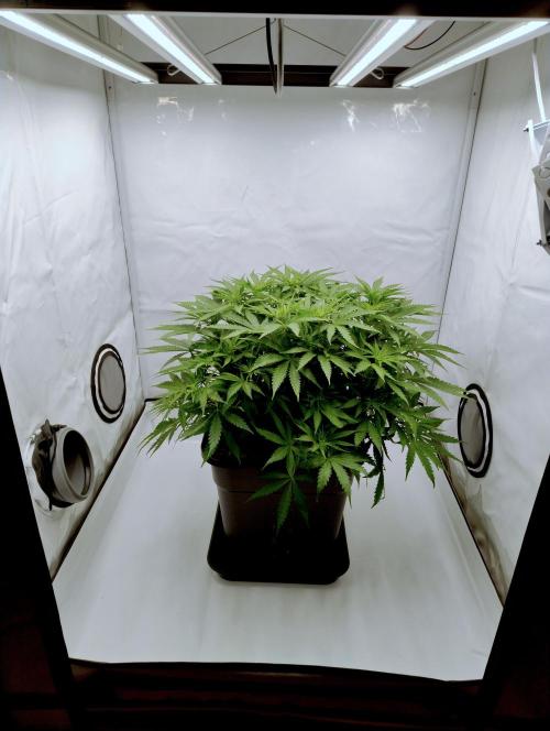 Skunk #11 - Dutch Passion. Week 4 - Two days after first defoliation.