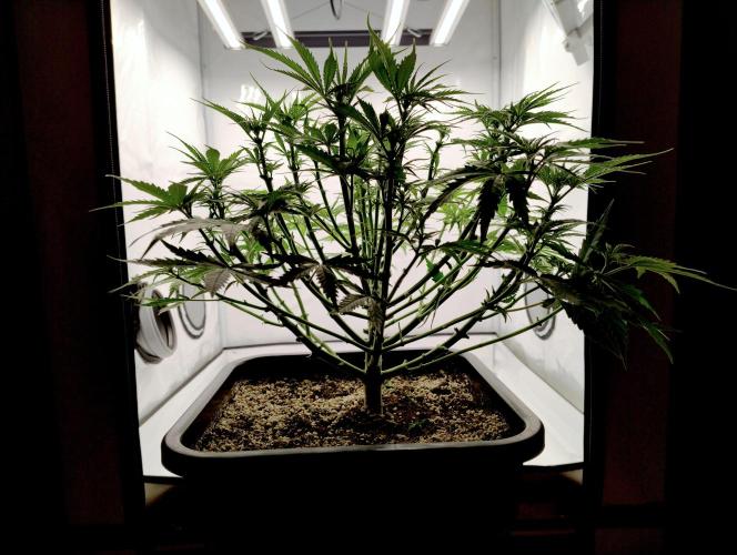 Skunk #11 - Dutch Passion. Week 4 - After cleanup.