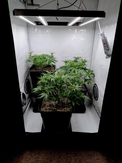 Skunk #11 - Dutch Passion. Week 4 - Done. Ready to start into flower next week.