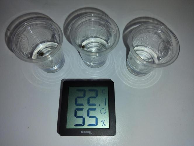 CBD Mazar - Dutch Passion. Week 0 - Soak in 1% H2O2.