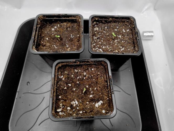 CBD Mazar - Dutch Passion. Week 0 - CBD Mazar top left,