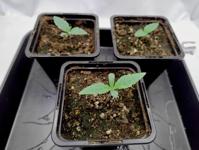 CBD Mazar - Dutch Passion. Week 0 - CBD Mazar top left.