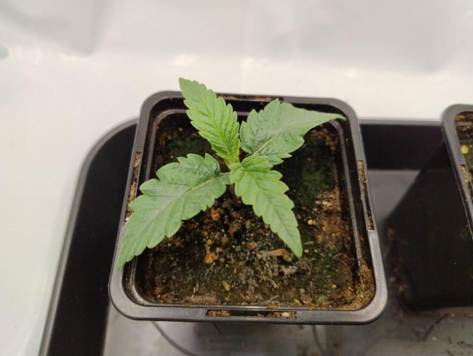 CBD Mazar - Dutch Passion. Week 0