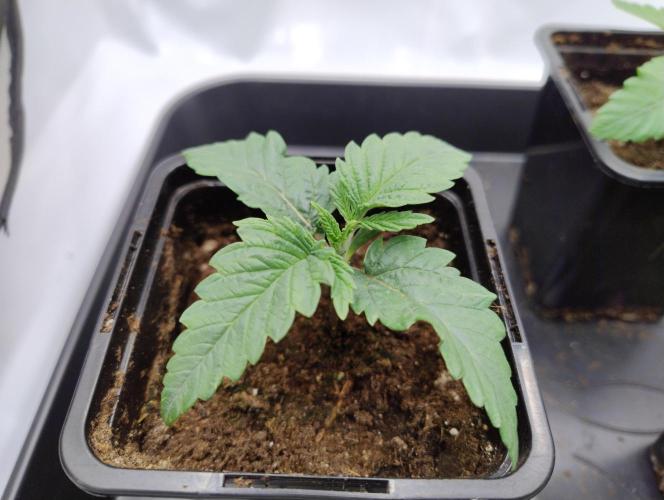 CBD Mazar - Dutch Passion. Week 1