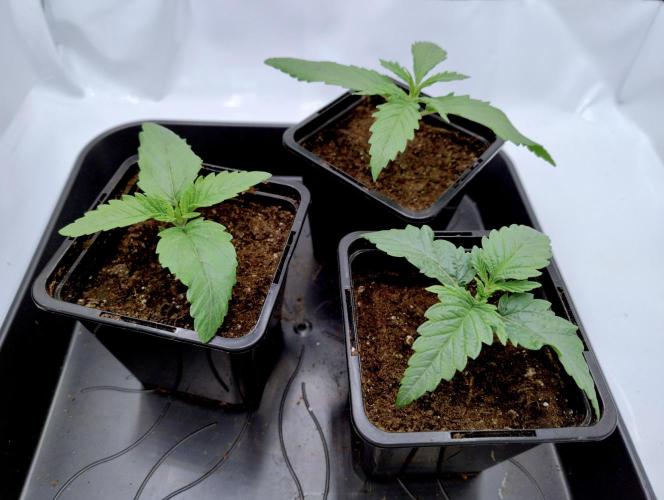 CBD Mazar - Dutch Passion. Week 1 - CBD Mazar bottom right.