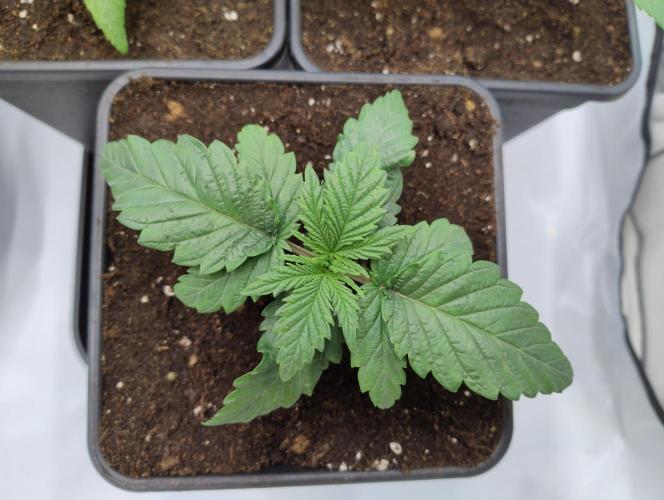 CBD Mazar - Dutch Passion. Week 1 - Dinosaur leafs :)