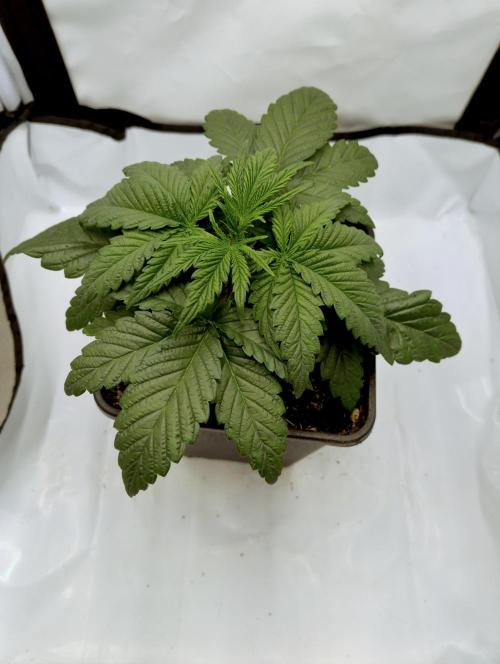 CBD Mazar - Dutch Passion. Week 2 - Start of the week