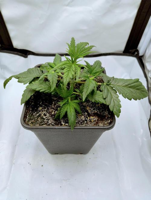 CBD Mazar - Dutch Passion. Week 2 - 1st defoliation