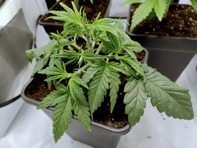 CBD Mazar - Dutch Passion. Week 2 - 2nd defoliation