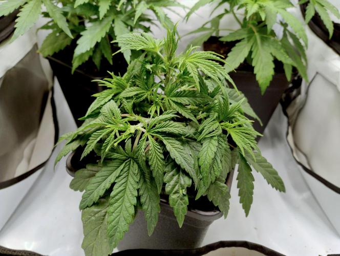 CBD Mazar - Dutch Passion. Week 2 - Somewhat regenerated at the end of the week