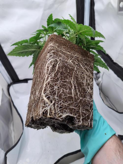 CBD Mazar - Dutch Passion. Week 3