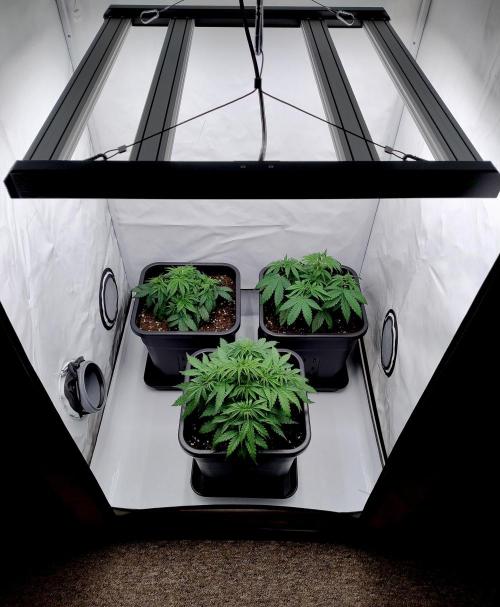 CBD Mazar - Dutch Passion. Week 3 - CBD Mazar top left.