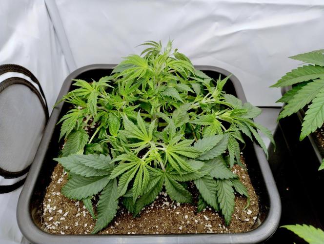 CBD Mazar - Dutch Passion. Week 3 - Directly after midweek defol.