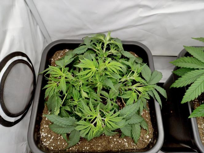 CBD Mazar - Dutch Passion. Week 3 - Directly after midweek defol.