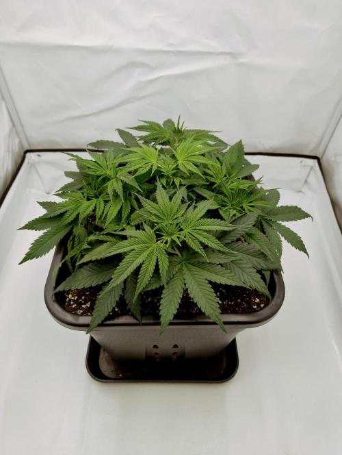 CBD Mazar - Dutch Passion. Week 3 - Recovered from defol after 2 days.