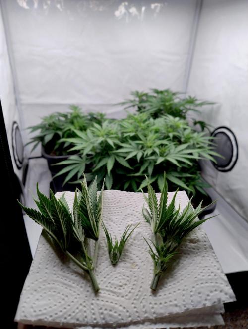 CBD Mazar - Dutch Passion. Week 3 - The tiny top is hers :o)