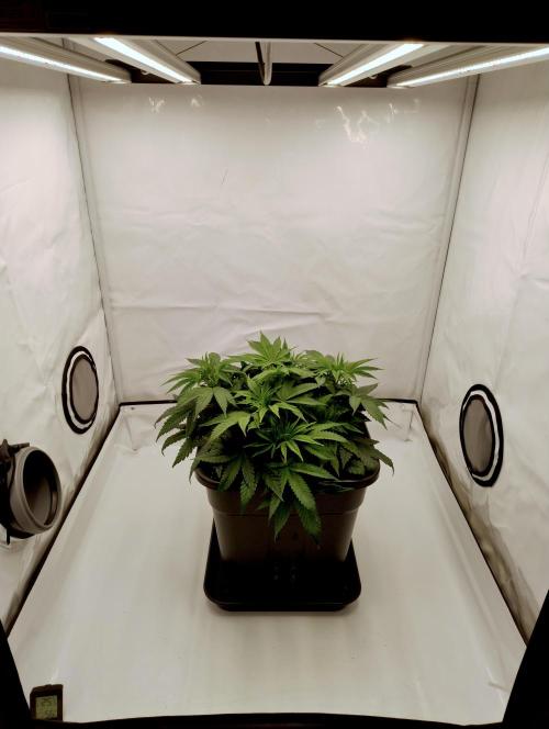 CBD Mazar - Dutch Passion. Week 4 - Start of the week.