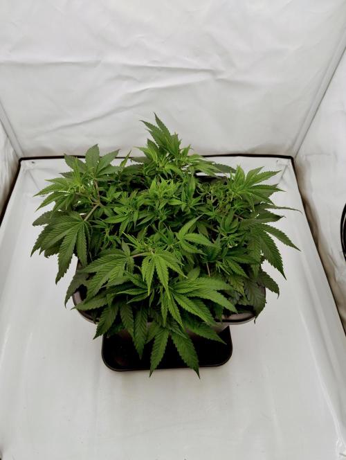 CBD Mazar - Dutch Passion. Week 4 - Cleanup on top.