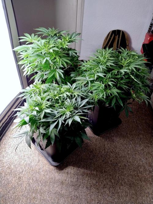 CBD Mazar - Dutch Passion. Week 4 - Bushes before lower cleanup. CBD Mazar on bottom.