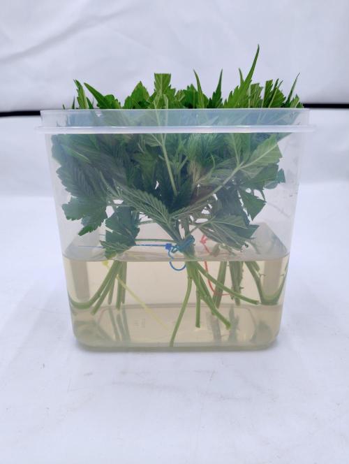 CBD Mazar - Dutch Passion. Week 4 - Clones (hopefully)