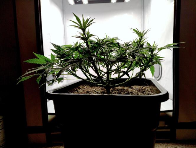 CBD Mazar - Dutch Passion. Week 4 - Preliminary cleanup on lower 3rd